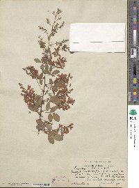 Lespedeza thunbergii subsp. thunbergii image