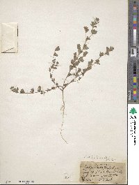 Kummerowia stipulacea image