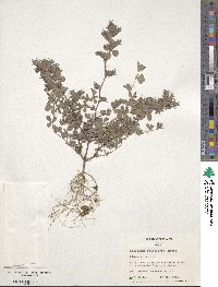 Kummerowia stipulacea image