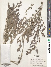 Kummerowia stipulacea image