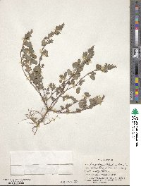 Kummerowia stipulacea image