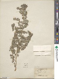 Kummerowia stipulacea image