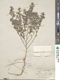 Kummerowia stipulacea image