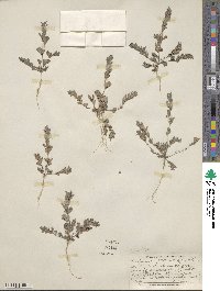 Kummerowia stipulacea image