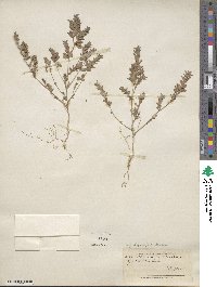 Kummerowia stipulacea image