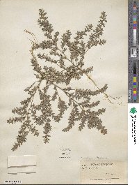 Kummerowia stipulacea image