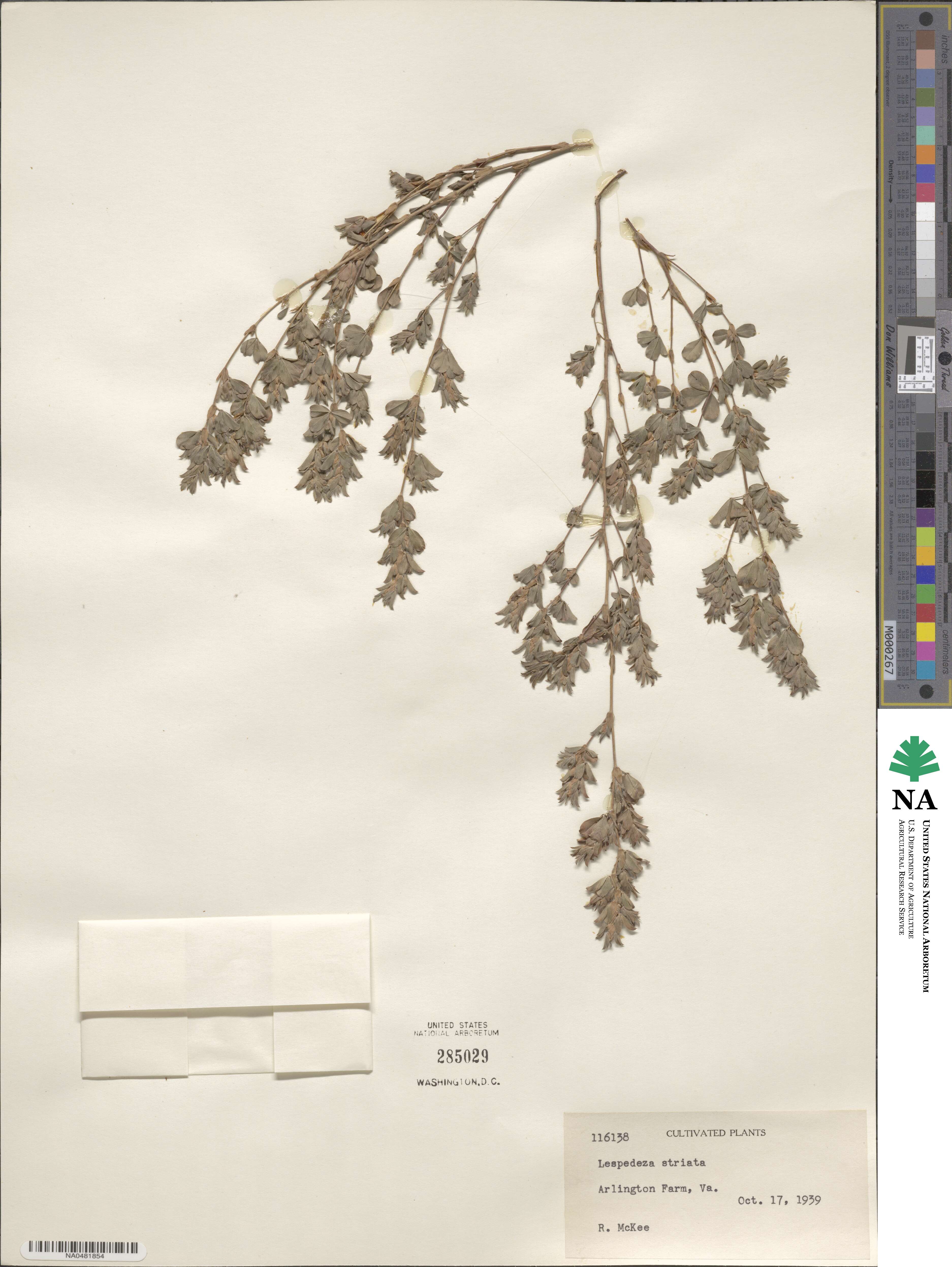 Kummerowia striata image