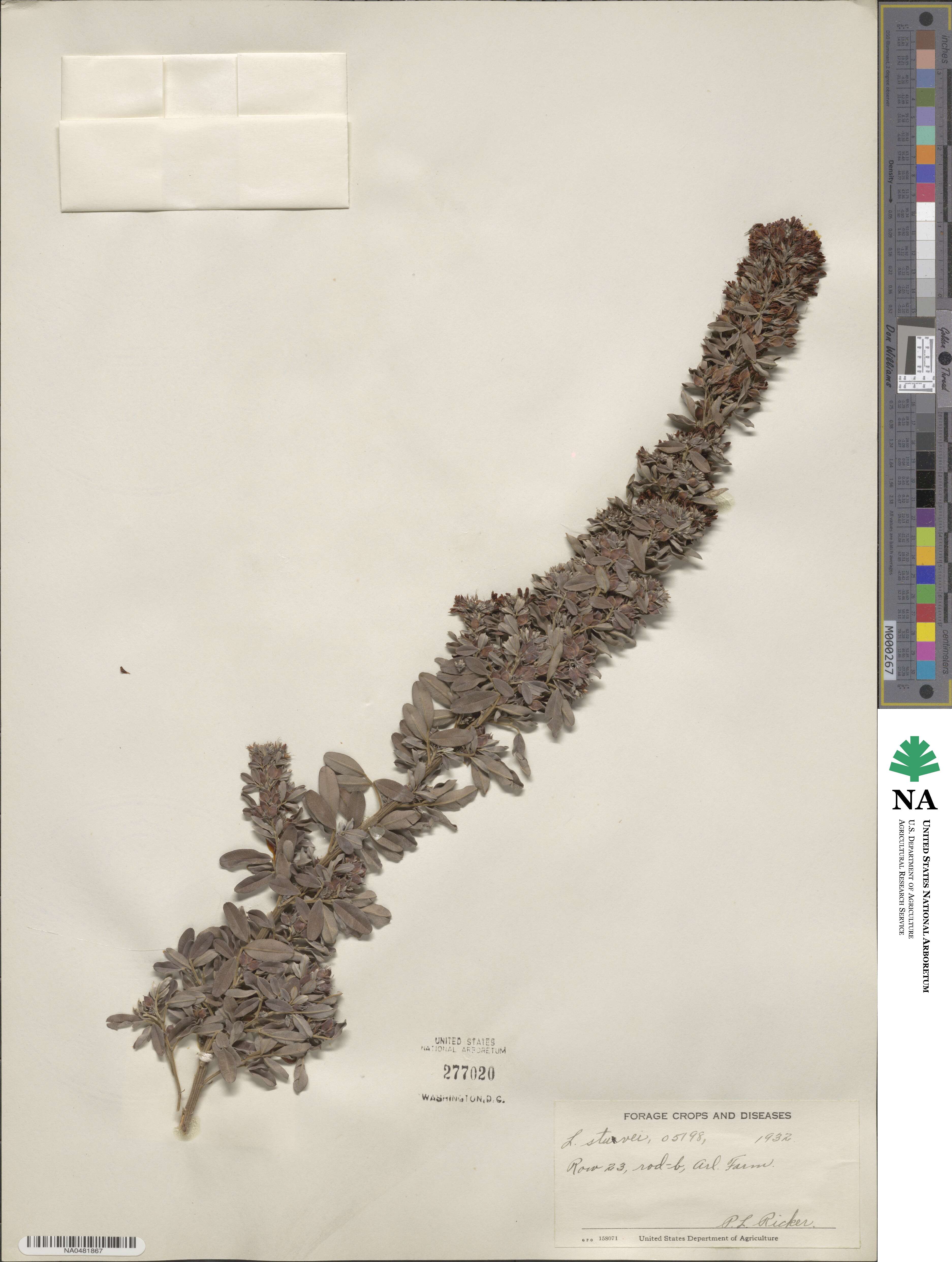 Lespedeza stuevei image