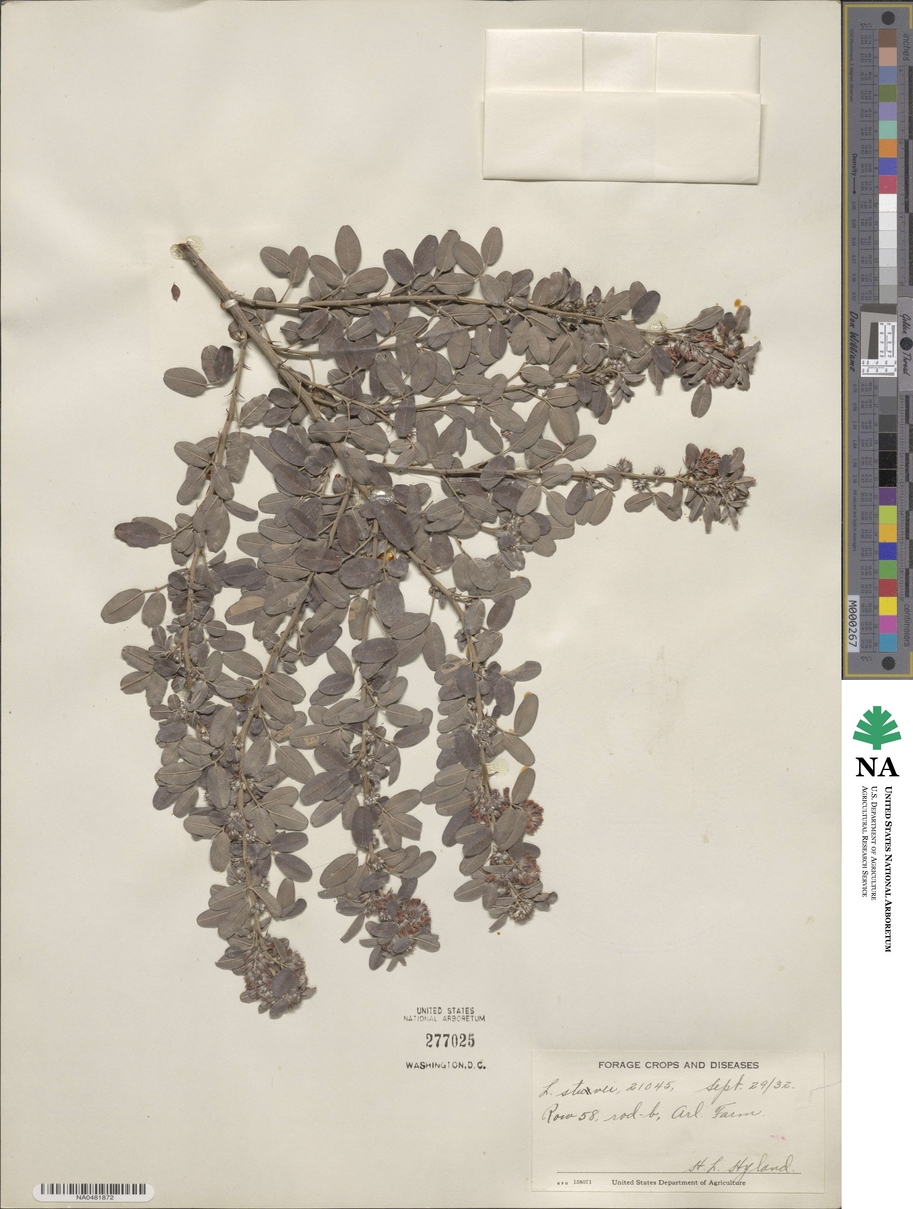 Lespedeza stuevei image