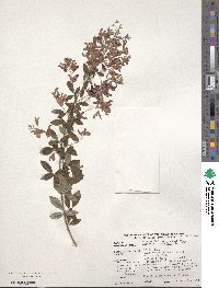 Lespedeza thunbergii image