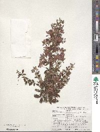 Lespedeza thunbergii image