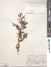 Lespedeza thunbergii image