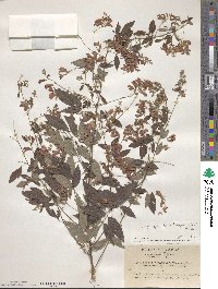 Lespedeza thunbergii image