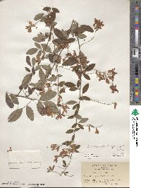 Lespedeza thunbergii image