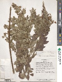 Lespedeza thunbergii image