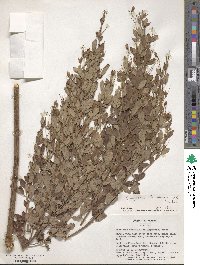 Lespedeza thunbergii image