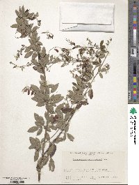 Lespedeza thunbergii image