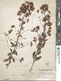 Lespedeza thunbergii image