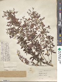 Lespedeza thunbergii image