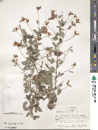 Lespedeza thunbergii image