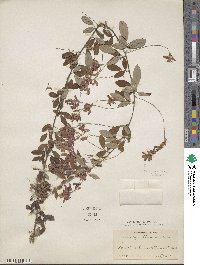 Lespedeza thunbergii image