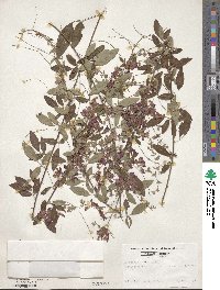 Lespedeza thunbergii image