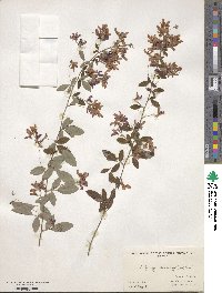 Lespedeza thunbergii image