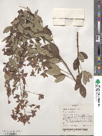 Lespedeza thunbergii image