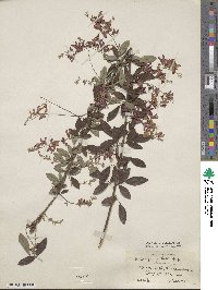 Lespedeza thunbergii image