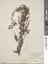 Lespedeza thunbergii image