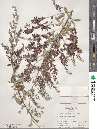 Lespedeza thunbergii image