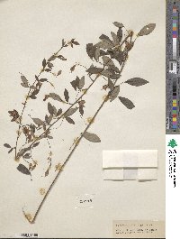 Lespedeza thunbergii image