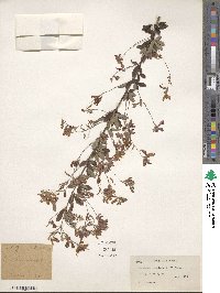 Lespedeza thunbergii image