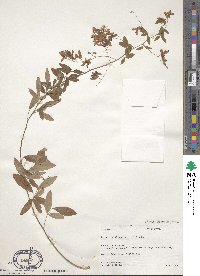 Lespedeza thunbergii image