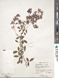 Lespedeza thunbergii image