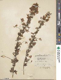 Lespedeza thunbergii image