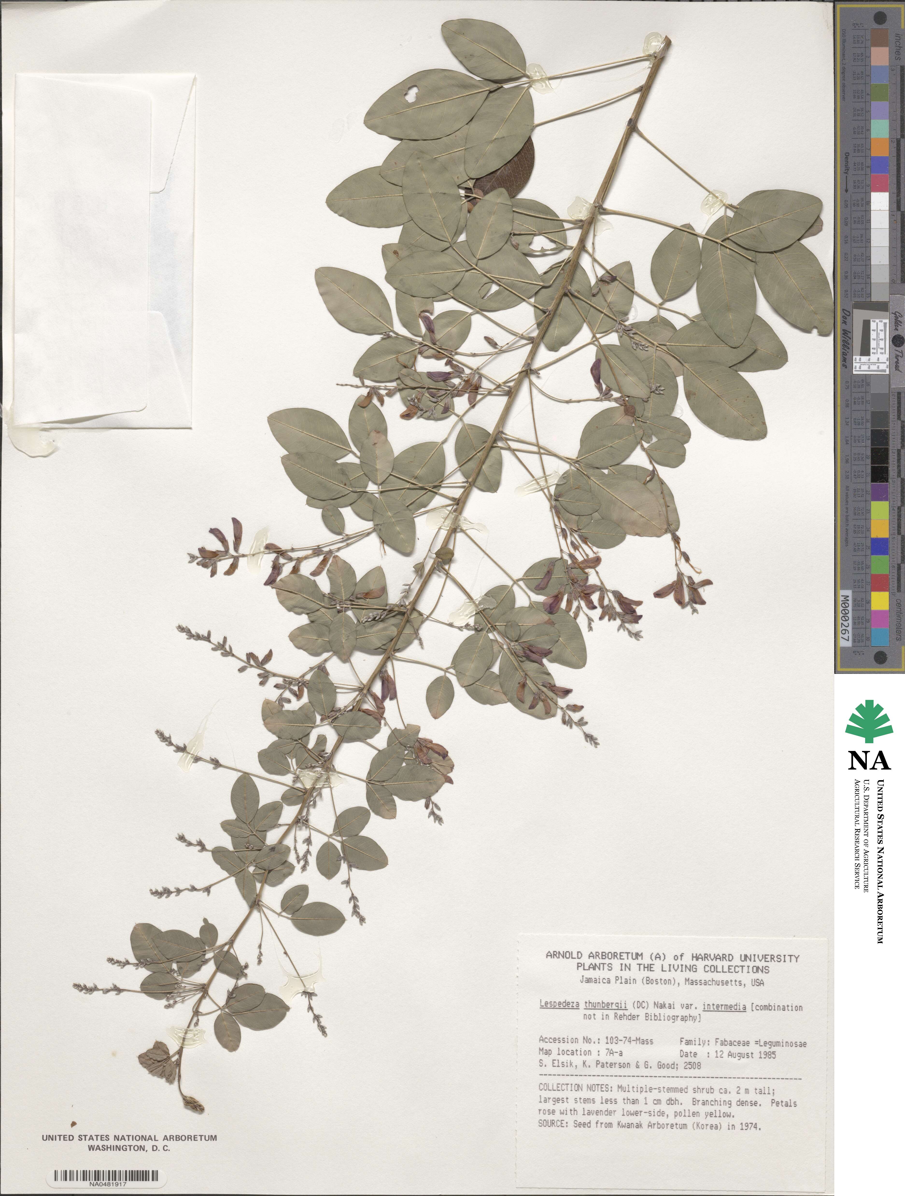 Lespedeza thunbergii subsp. formosa image