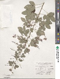 Lespedeza thunbergii subsp. formosa image