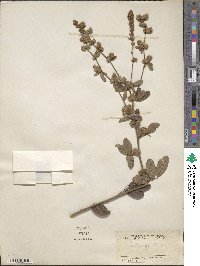 Lespedeza tomentosa image