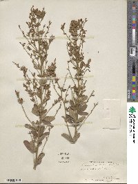 Lespedeza tomentosa image