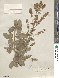 Lespedeza tomentosa image