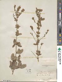 Lespedeza tomentosa image