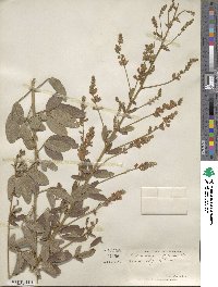 Lespedeza tomentosa image