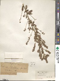 Lespedeza tomentosa image