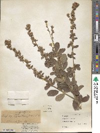 Lespedeza tomentosa image