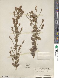 Lespedeza tomentosa image