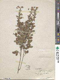 Lespedeza virgata image