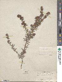 Lespedeza virginica image