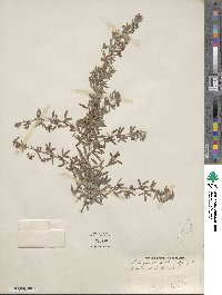 Lespedeza virginica image