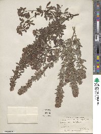 Lespedeza virginica image